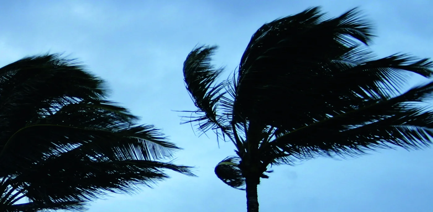 Palm trees bending in hurricane force wind against a blue sky